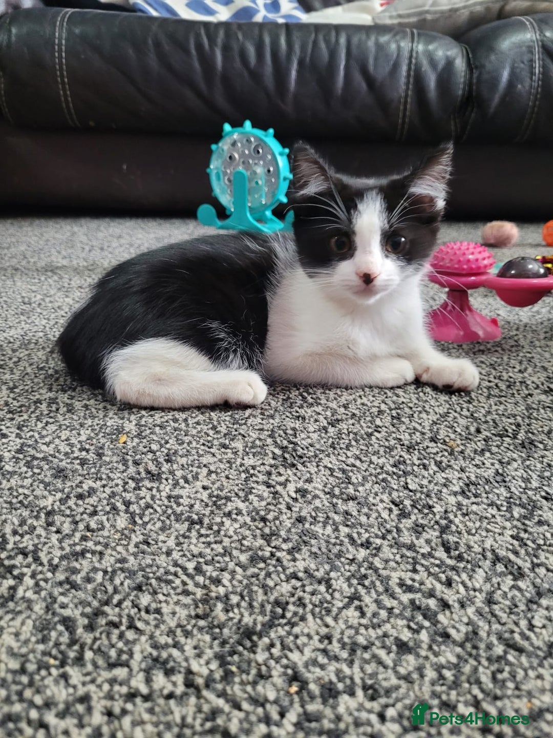 British Shorthair cats for sale: Here I have 4 beautiful kittens  - Image 8