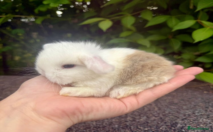 Mini Lop rabbits - Advert 4