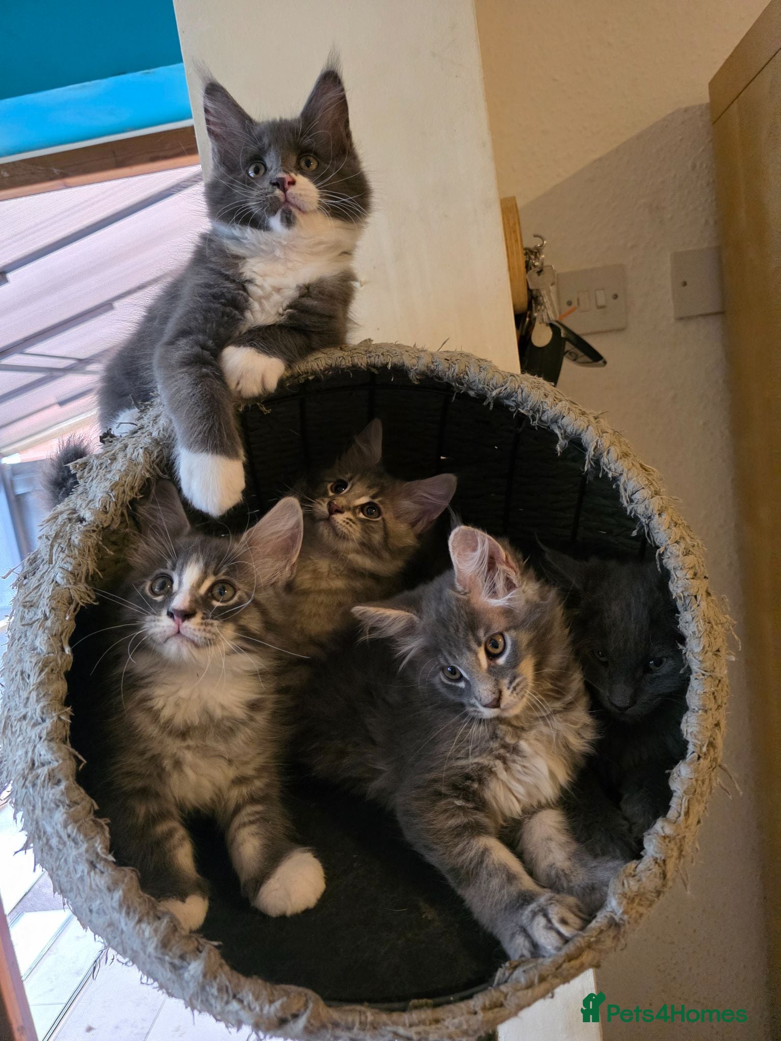 Maine Coon cats  Maine Coon Kittens Champion Bloodline  - Advert 1