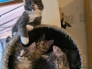 Maine Coon cats Maine Coon Kittens Champion Bloodline - Advert 1