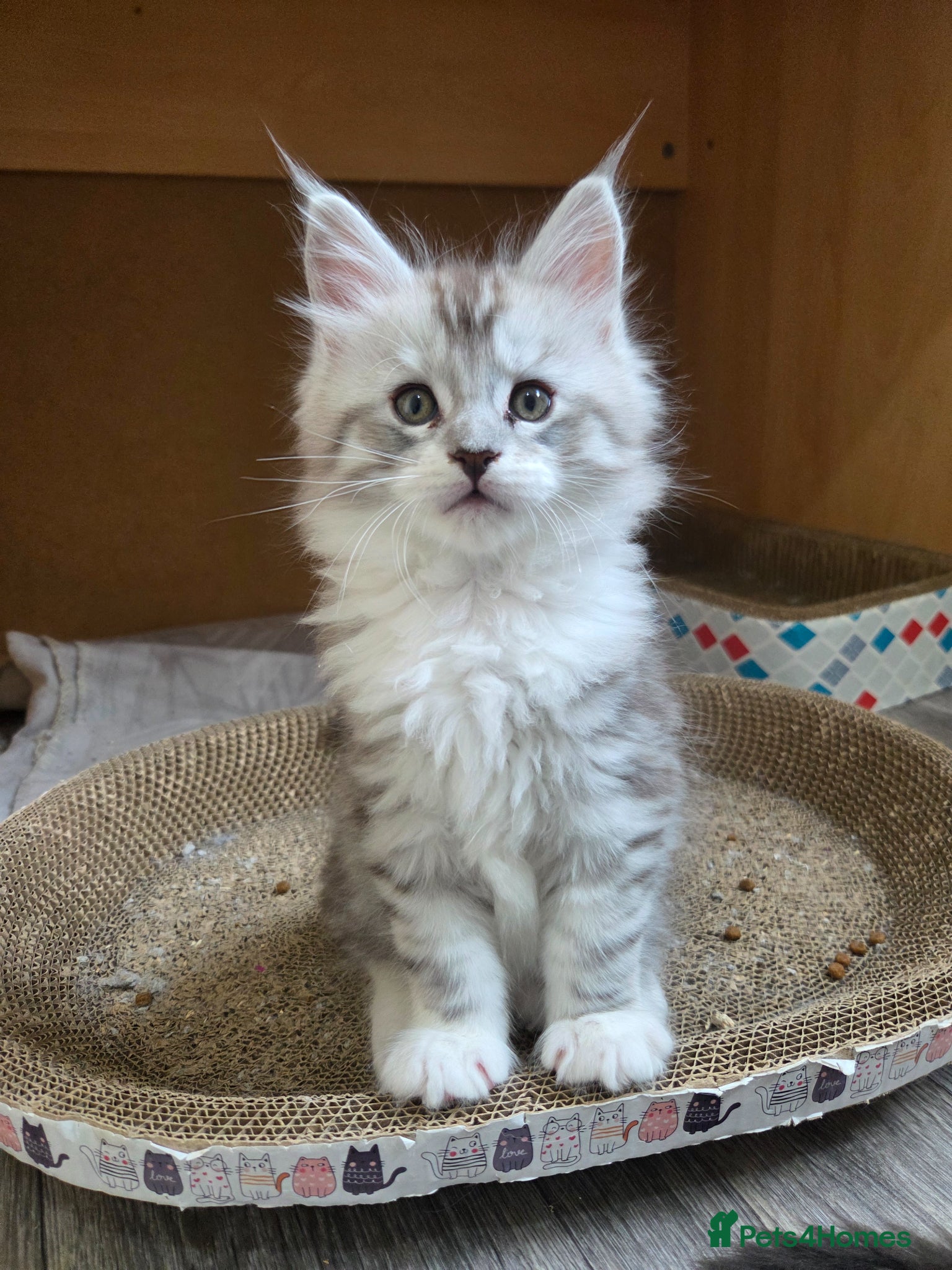 Maine Coon cats Outstanding Quality shaded line Boys - Advert 1