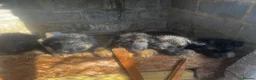 German Shepherd dogs for sale: 5 puppies Geman shepherd long hair - Advert 5