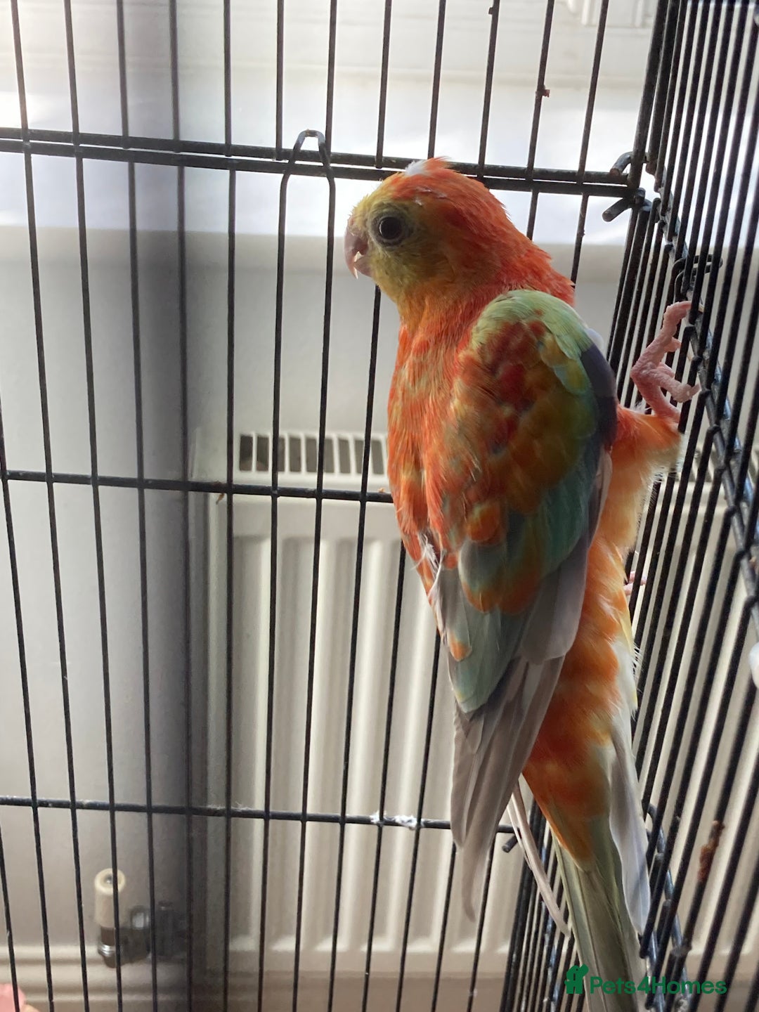 Parakeets birds for sale: Red rump pair - Image 4