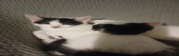 Mixed Breed cats for sale: Kittens for sale in London - Advert 6