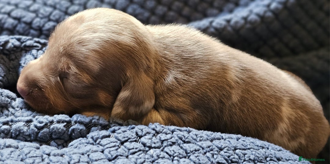 Dachshund dogs for sale: Isabella Dapple Dachshund Puppies - Advert 33