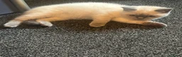 British Shorthair cats for sale: 3 beautiful brothers ready for there loving home  - Advert 6