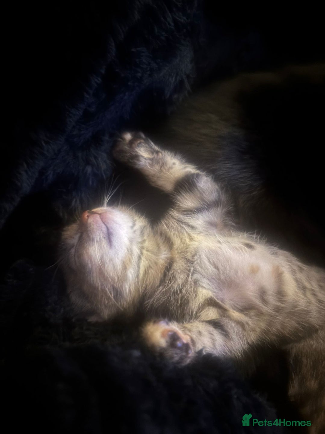 Mixed Breed cats for sale: Two female tabby kittens  - Advert 6