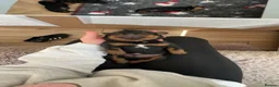 Rottweiler dogs for sale: Rottweiler Puppies  - Advert 5