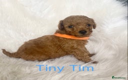 Miniature Poodle dogs for sale: Gorgeous Red Minature Poodles Puppies  - Image 21