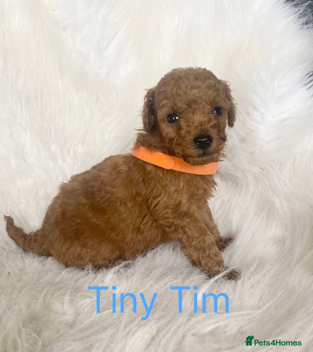 Miniature Poodle dogs for sale: Gorgeous Red Minature Poodles Puppies  - Image 21