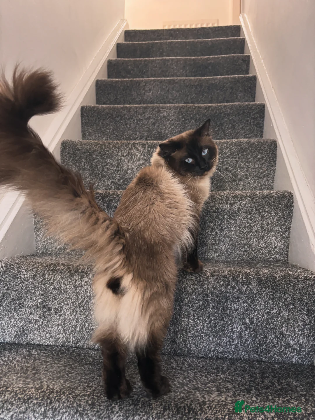 Ragdoll cats for sale: Male ragdoll cat  - Advert 1