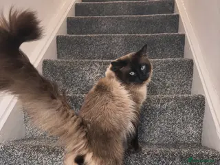 Ragdoll cats Male ragdoll cat - Advert 1