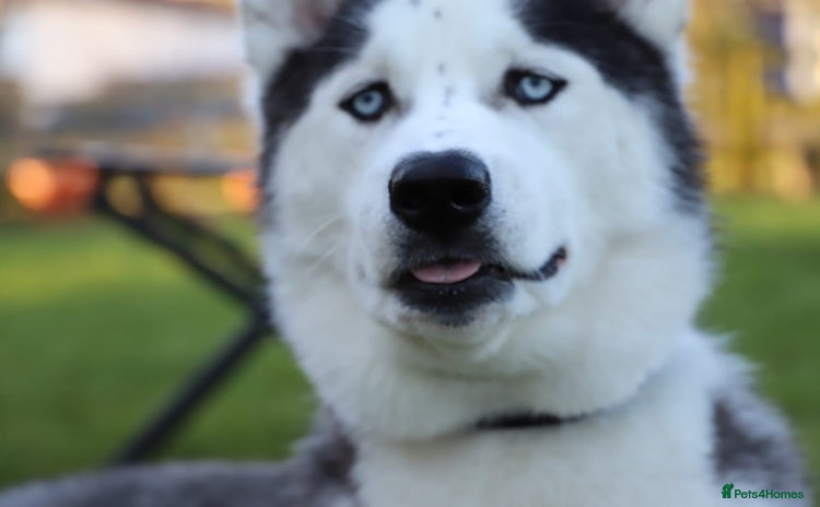 Siberian Husky dogs - Advert 1