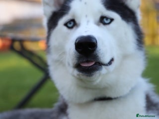 Siberian Husky dogs - Advert 3