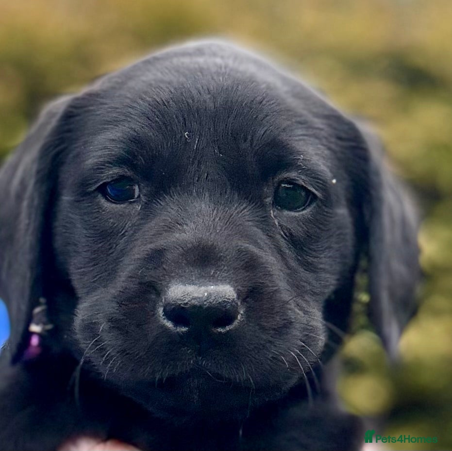 Labrador Retriever dogs for sale: Super RKC black lab girls!  - Advert 1