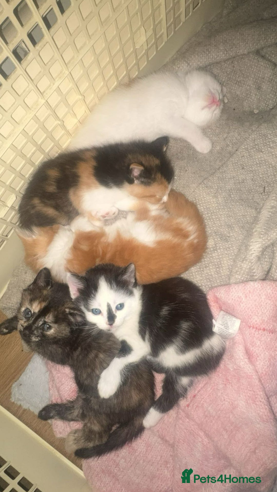 Mixed Breed cats for sale: 5 beautiful kittens  - Image 7