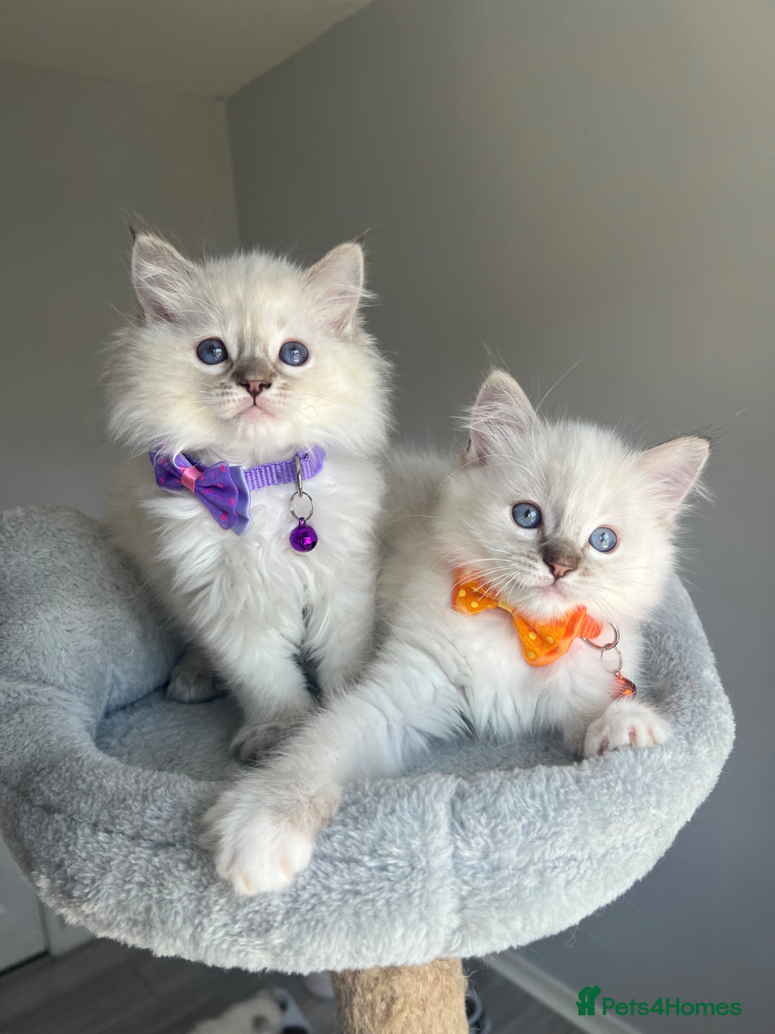 Ragdoll cats GCCF ragdoll kittens for sale - Advert 12
