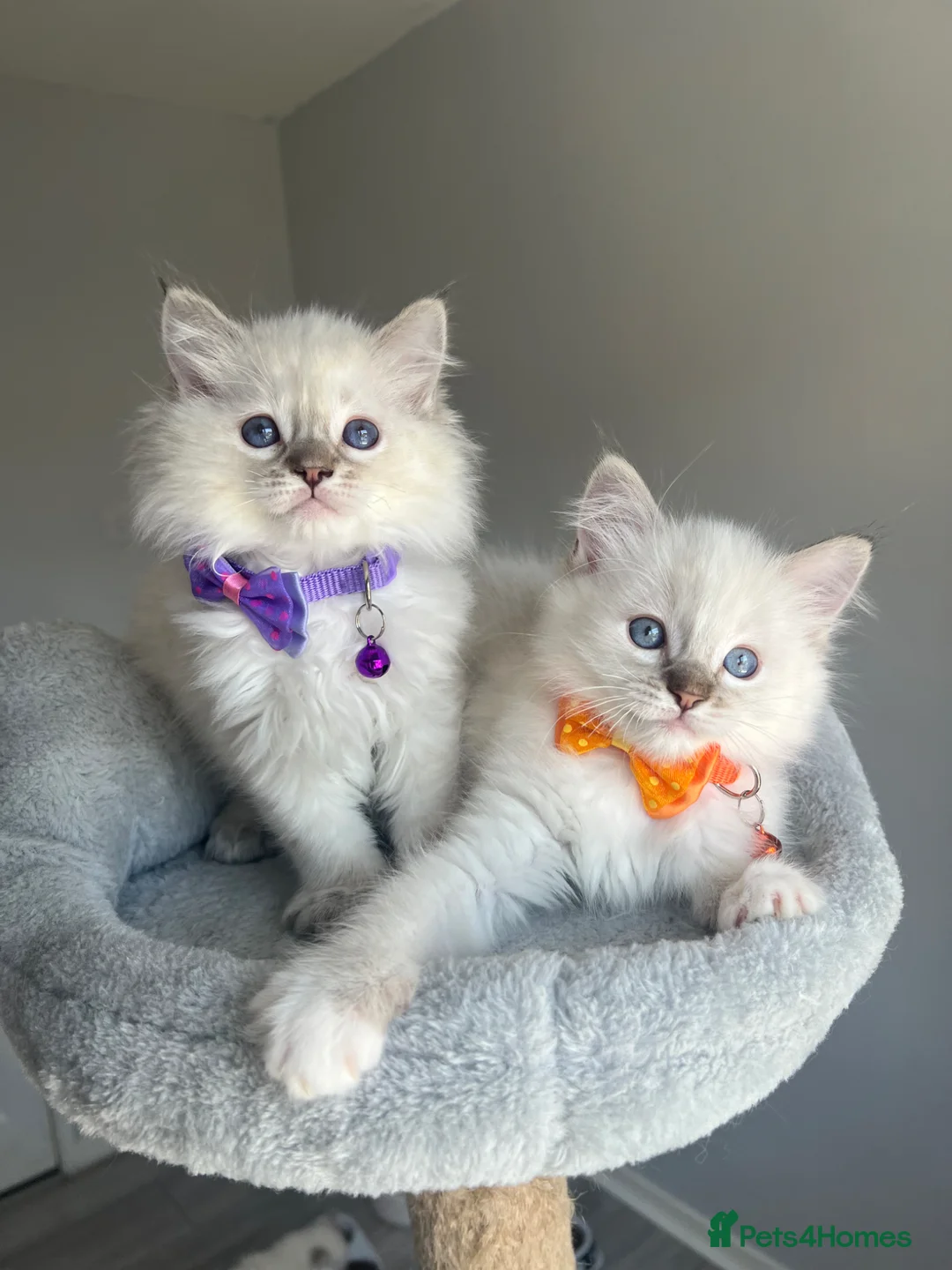 Ragdoll cats for sale: GCCF ragdoll kittens for sale - Advert 1