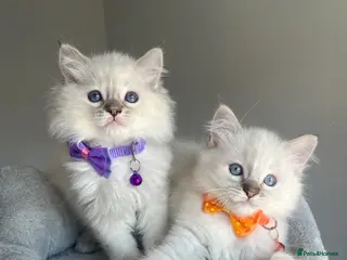 Ragdoll cats GCCF ragdoll kittens for sale - Advert 12