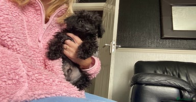 Doxiepoo dogs - Advert 12