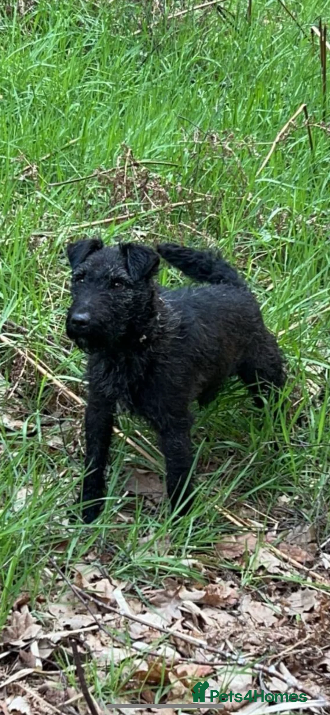 Patterdale Terrier dogs for sale: Patterdale bitch 3 months old  - Advert 11