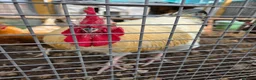 Chickens poultry for sale: Meet our big boy Butter!  in Camberley - Advert 2