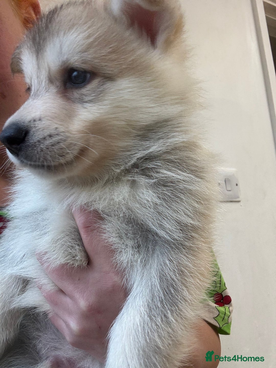 Shepsky dogs for sale: 7 beautiful Shepsky puppy’s available 🫶🏼 - Advert 29