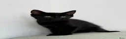 Mixed Breed cats for sale: Pudding, black male kitten with stripes.  - Advert 2