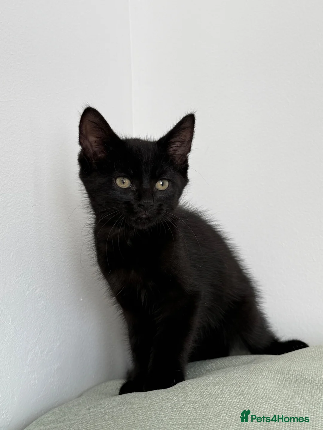 Mixed Breed cats for sale: Pudding, black male kitten with stripes.  - Advert 2