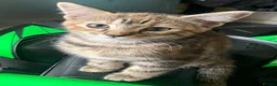 Mixed Breed cats for sale: 10 week old Maincoon cross Tabby kittens  in Bolton - Advert 13