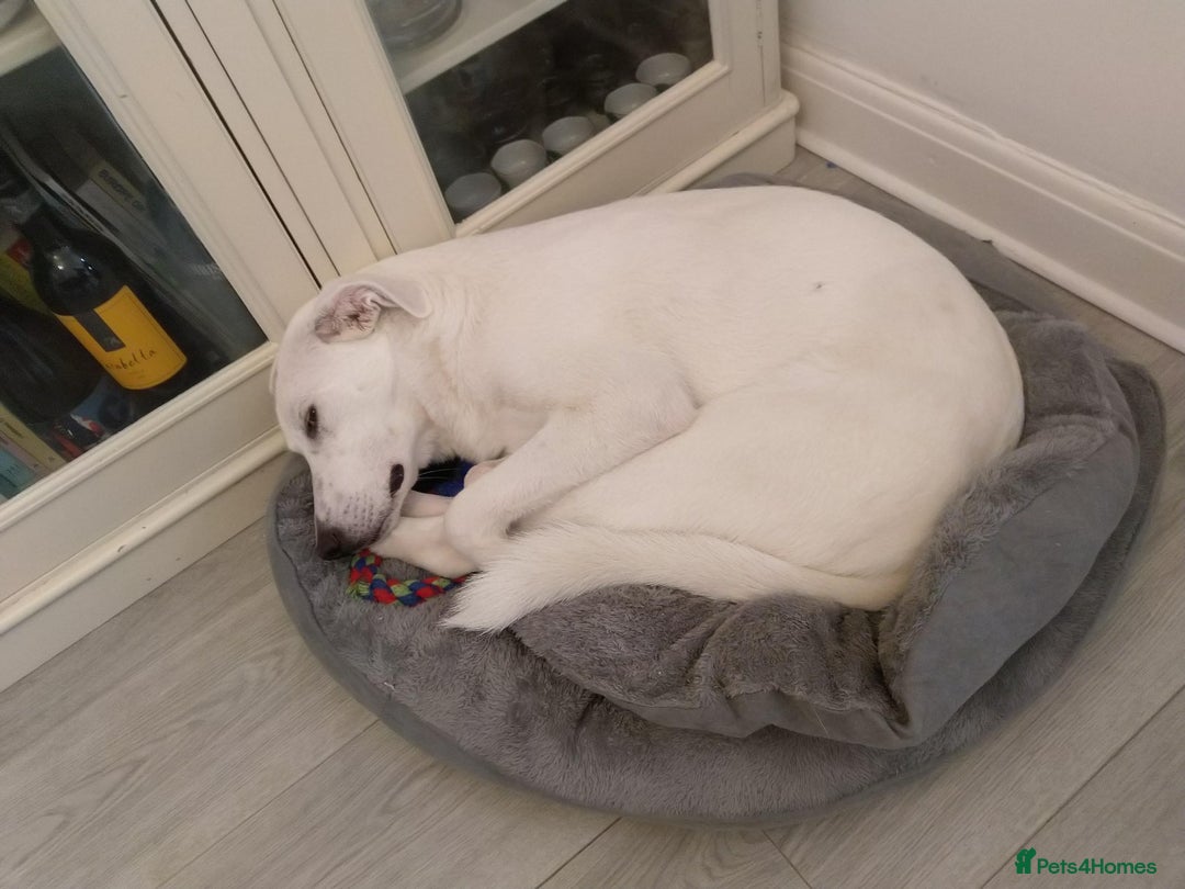 Mixed Breed dogs for sale: Young female Labrador cross for adoption  - Image 10