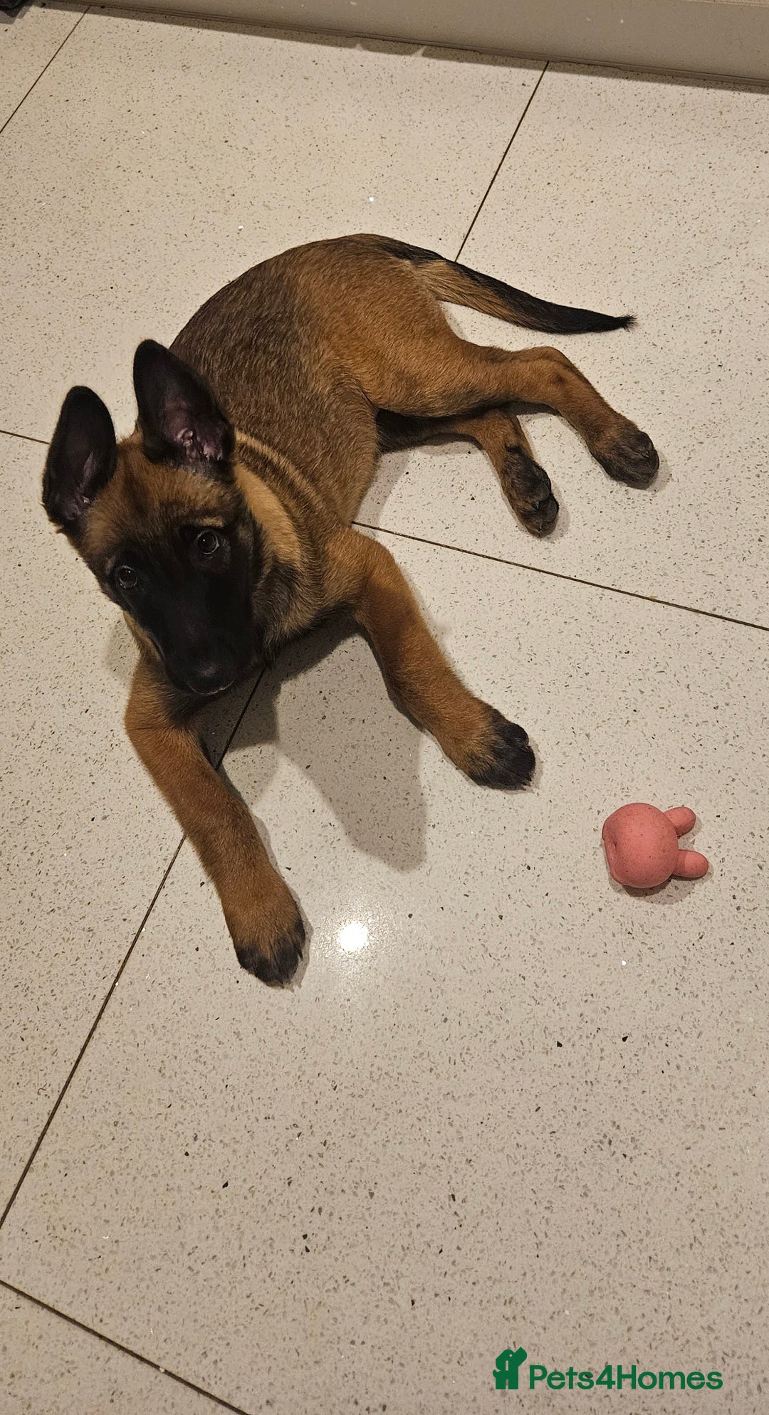 Belgian Shepherd Dog dogs for sale: Belgian Malinois is due before 5th of January - Advert 11