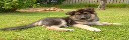 German Shepherd dogs for sale: Diesel 🩶 13 weeks old* in Aberystwyth - Advert 6
