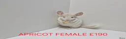 Chinchilla rodents for sale: STUNNING BABIES CHINCHILLA MIX COLOURS AND GENDER  in Sutton-in-Ashfield - Advert 10