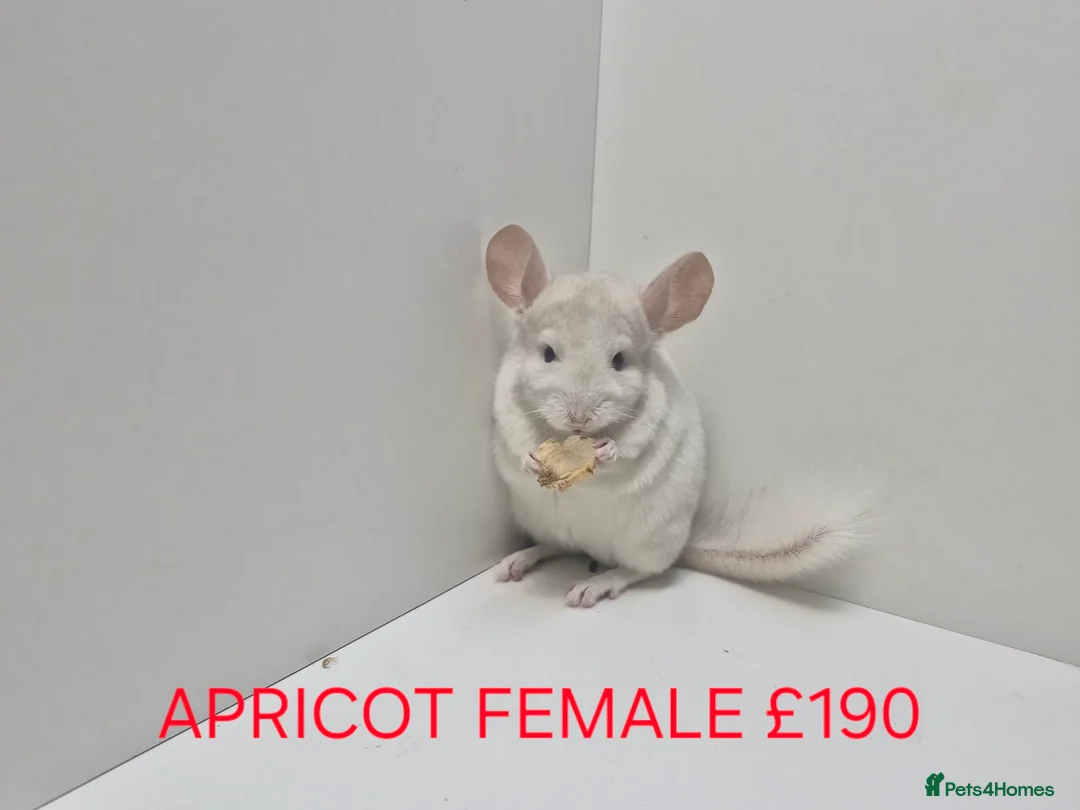 Chinchilla rodents for sale: STUNNING BABIES CHINCHILLA MIX COLOURS AND GENDER  in Sutton-in-Ashfield - Advert 10
