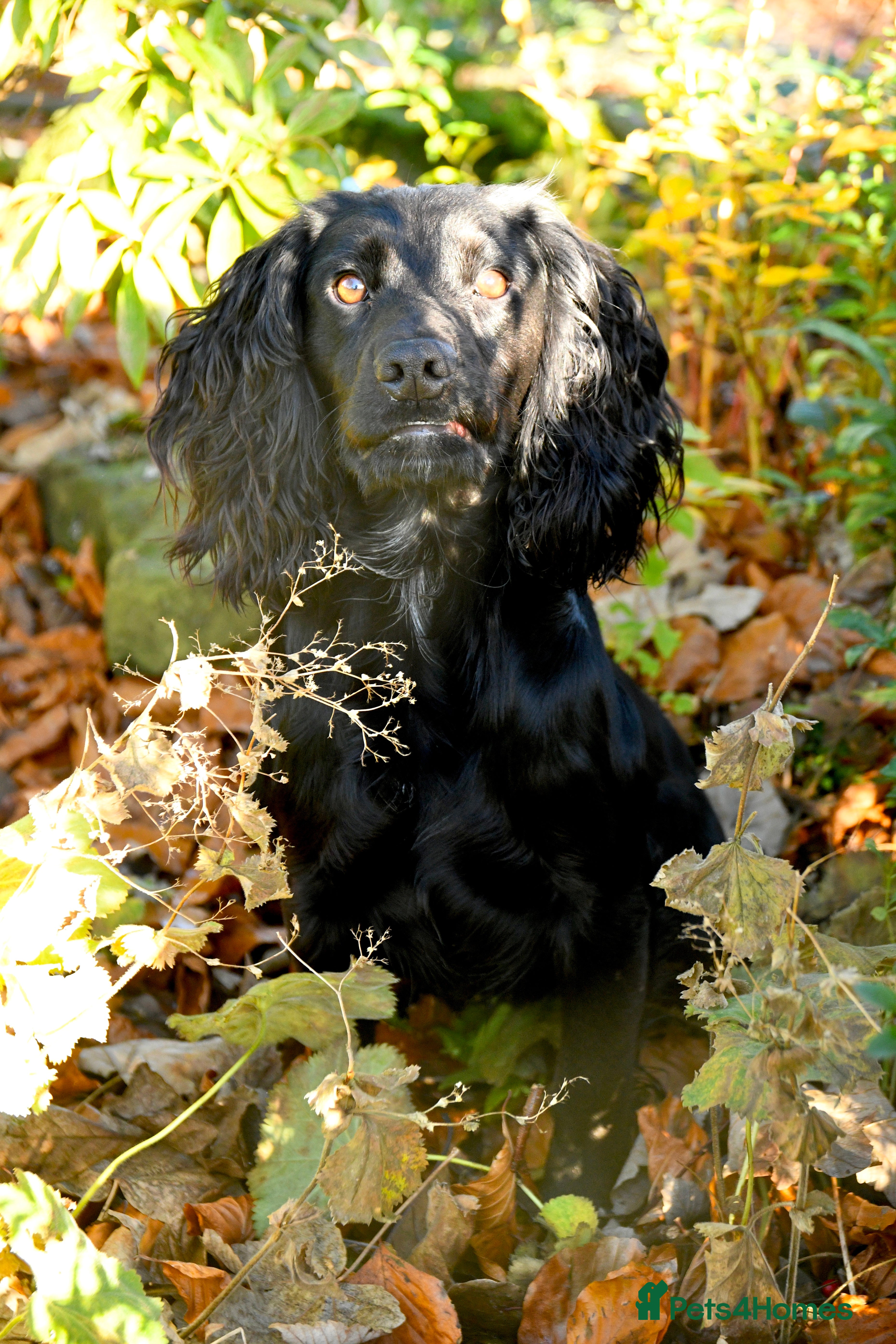 Cocker Spaniel dogs Proven KC Working cocker spaniel standing at stud in Wigan - Advert 9