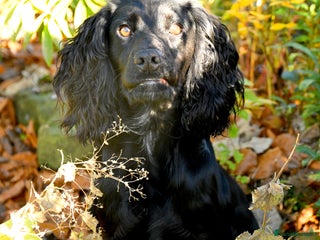 Cocker Spaniel dogs Proven KC Working cocker spaniel standing at stud in Wigan - Advert 15