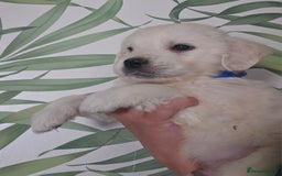 Golden Retriever dogs for sale: KC Reg Fully Health Tested Golden Retriever Pups - Image 4