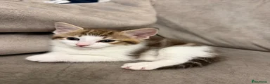 Mixed Breed Kitten 4