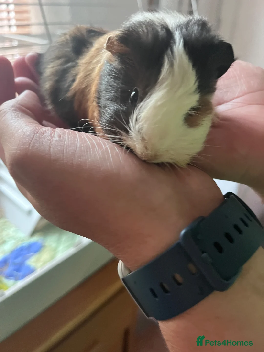 Guinea Pig rodents for sale: 2 Male Guinea Pigs  in Liverpool - Advert 2