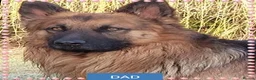 German Shepherd dogs for sale: Stunning babys - Advert 5