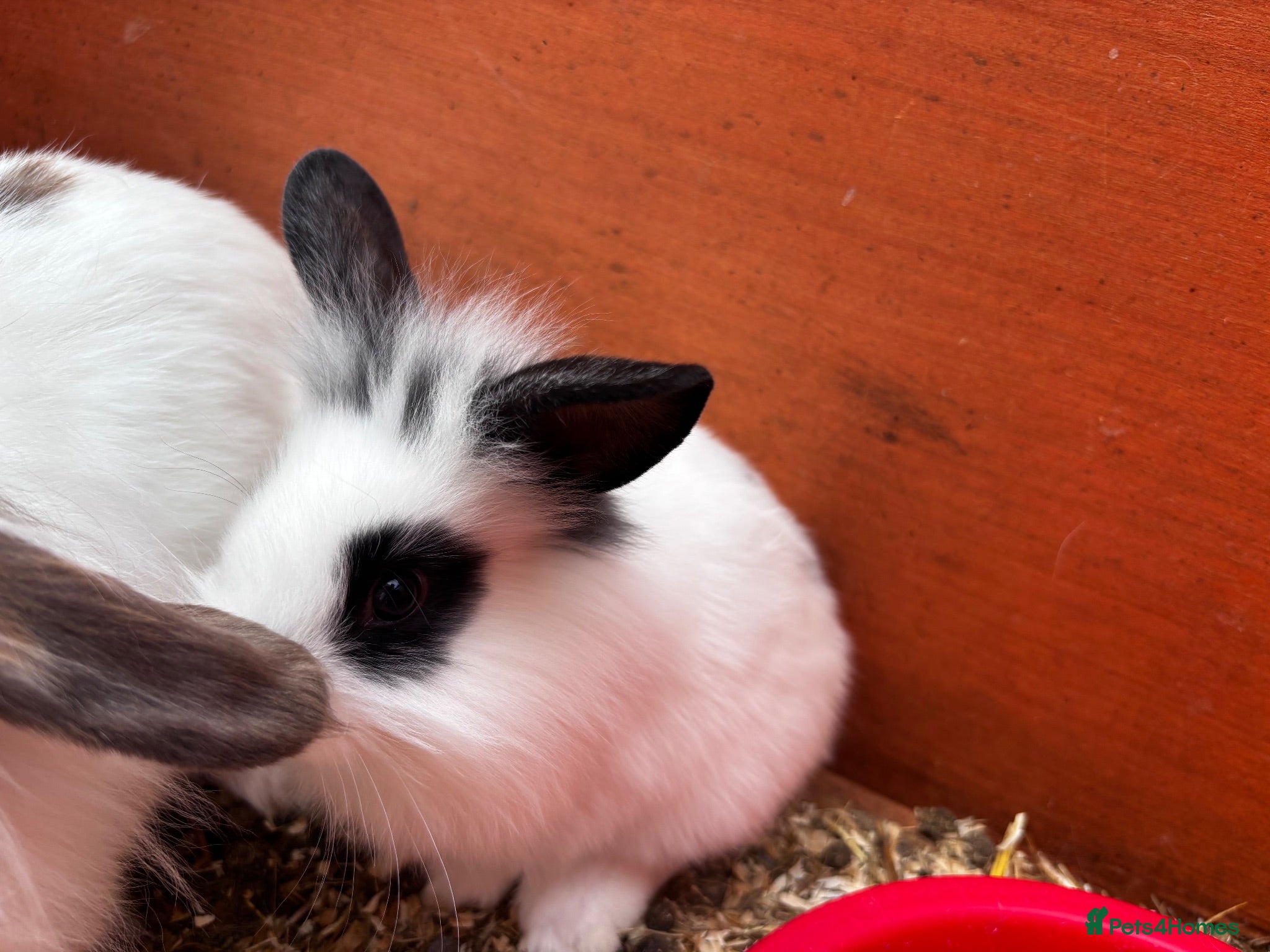 Mini Lion Lop rabbits 3 Beautiful Mini Lionhead Lops - Advert 1