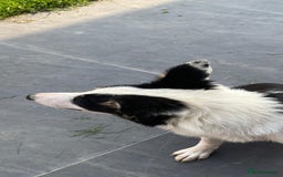 Border Collie dogs for sale: 8 month old border collie - Female - Image 6
