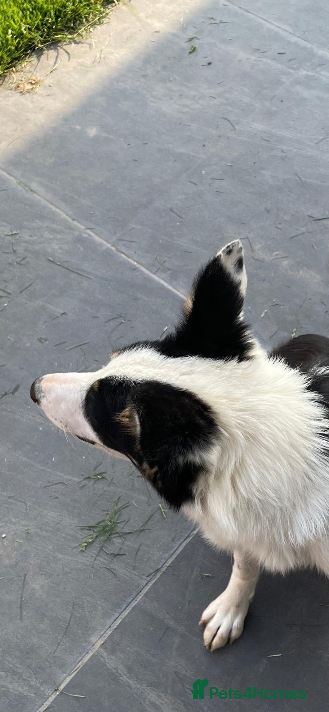 Border Collie dogs for sale: 8 month old border collie - Female - Image 6