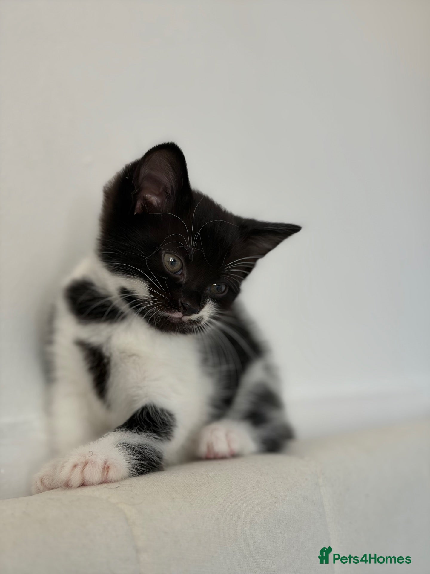 Mixed Breed cats 1 domestic kitten for sale 🐈‍⬛ - Advert 22