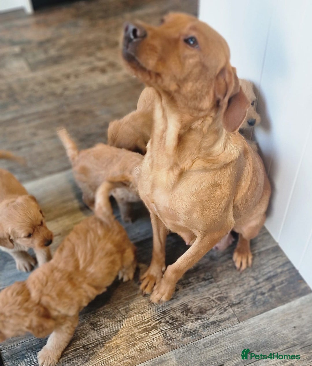 Labradoodle dogs for sale: Beautiful F1 Labradoodles - Advert 22