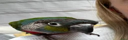 Conures birds for sale: Silly Tame Crimsonbellied Conure - Advert 3