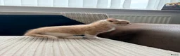 Mixed Breed cats for sale: Playful & Cuddly Kittens – Ready 1 November - Advert 5