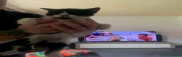 Mixed Breed cats for sale: 3 male kittens available  - Advert 3