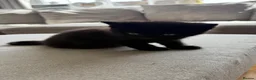 British Shorthair cats for sale: Beautiful kitten  - Advert 4